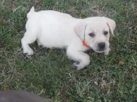 Mr pup #6 of 12, a male Labrador Retriever for sale in Jamesville, NC – 9 of 10