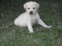 Mr pup #7 of 12, a male Labrador Retriever for sale in Jamesville, NC – 8 of 9