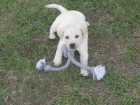 Mr pup #7 of 12, a male Labrador Retriever for sale in Jamesville, NC – 7 of 9
