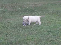 Pup #2 of 12, a female Labrador Retriever for sale in Jamesville, NC – 8 of 10