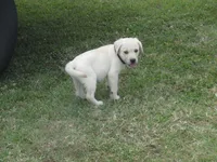 Mr puppy #4 of 12, a male Labrador Retriever for sale in Jamesville, NC – 3 of 10