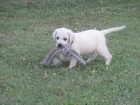 Pup #2 of 12, a female Labrador Retriever for sale in Jamesville, NC – 6 of 10