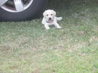 Mr puppy #4 of 12, a male Labrador Retriever for sale in Jamesville, NC – 7 of 10