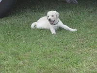 Mr puppy #4 of 12, a male Labrador Retriever for sale in Jamesville, NC – 9 of 10