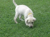 Sitting Bull, a male Labrador Retriever for sale in Jamesville, NC – 3 of 7
