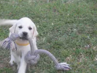 Mr pup #3 OF 12, a male Labrador Retriever for sale in Jamesville, NC – 4 of 10