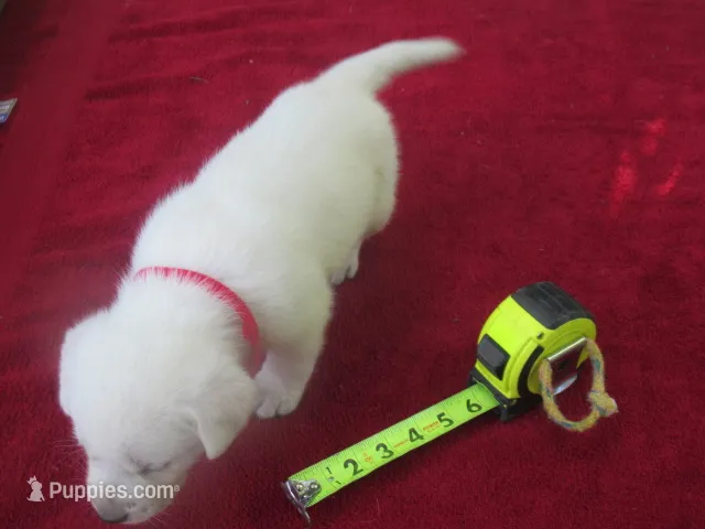 Mr pup #3 OF 12 – Labrador Retriever puppy for sale in Jamesville, NC