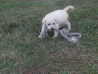 Mr pup #3 OF 12, a male Labrador Retriever for sale in Jamesville, NC – 10 of 10
