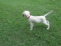 Little White Dove, a female Labrador Retriever for sale in Jamesville, NC – 5 of 9