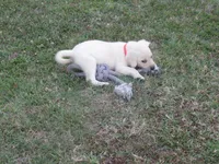 Mr pup #6 of 12, a male Labrador Retriever for sale in Jamesville, NC – 4 of 10