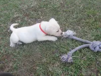 Mr pup #6 of 12, a male Labrador Retriever for sale in Jamesville, NC – 8 of 10