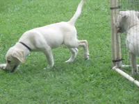 Crazy Horse, a male Labrador Retriever for sale in Jamesville, NC – 5 of 9