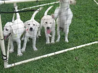 Little White Dove, a female Labrador Retriever for sale in Jamesville, NC – 9 of 9