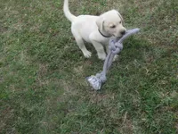 Mr puppy #4 of 12, a male Labrador Retriever for sale in Jamesville, NC – 2 of 10