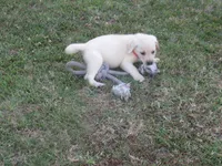 Mr pup #6 of 12, a male Labrador Retriever for sale in Jamesville, NC – 6 of 10