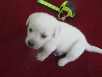 Miss Pup #2 of 12, a female Labrador Retriever for sale in Jamesville, NC – 2 of 5