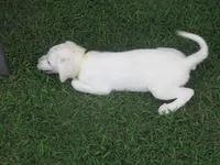  Morning Star, a female Labrador Retriever for sale in Jamesville, NC – 2 of 4