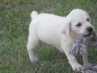 Mr pup #3 OF 12, a male Labrador Retriever for sale in Jamesville, NC – 3 of 10