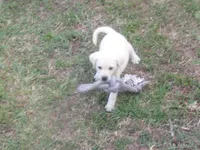  Miss pup #1 of 12, a female Labrador Retriever for sale in Jamesville, NC – 8 of 10