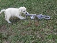  Miss pup #1 of 12, a female Labrador Retriever for sale in Jamesville, NC – 2 of 10
