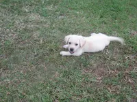 Mr pup #8  of 12, a male Labrador Retriever for sale in Jamesville, NC – 8 of 10