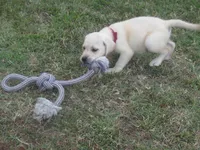 Mr pup #8  of 12, a male Labrador Retriever for sale in Jamesville, NC – 5 of 10