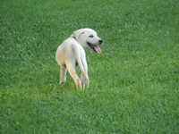 Crazy Horse, a male Labrador Retriever for sale in Jamesville, NC – 2 of 9