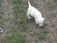  Miss pup #1 of 12, a female Labrador Retriever for sale in Jamesville, NC – 7 of 10