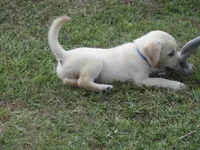 Mr pup #7 of 12, a male Labrador Retriever for sale in Jamesville, NC – 3 of 9