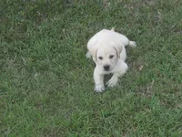 Mr pup #7 of 12, a male Labrador Retriever for sale in Jamesville, NC – 9 of 9