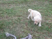 Mr pup #8  of 12, a male Labrador Retriever for sale in Jamesville, NC – 10 of 10