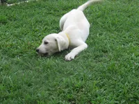 Sitting Bull, a male Labrador Retriever for sale in Jamesville, NC – 4 of 7
