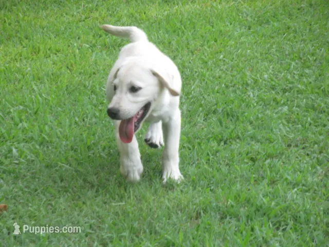 Crazy Horse – Labrador Retriever puppy for sale in Jamesville, NC