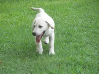 Crazy Horse, a male Labrador Retriever for sale in Jamesville, NC – 1 of 9