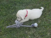 Pup #2 of 12, a female Labrador Retriever for sale in Jamesville, NC – 5 of 10