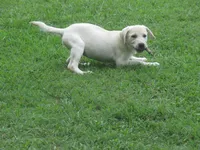 Sitting Bull, a male Labrador Retriever for sale in Jamesville, NC – 2 of 7