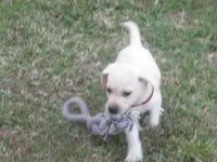 Mr pup #8  of 12, a male Labrador Retriever for sale in Jamesville, NC – 7 of 10