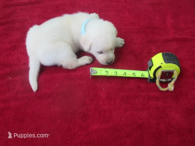 Mr Pup #5 of 12 – Labrador Retriever puppy for sale in Jamesville, NC