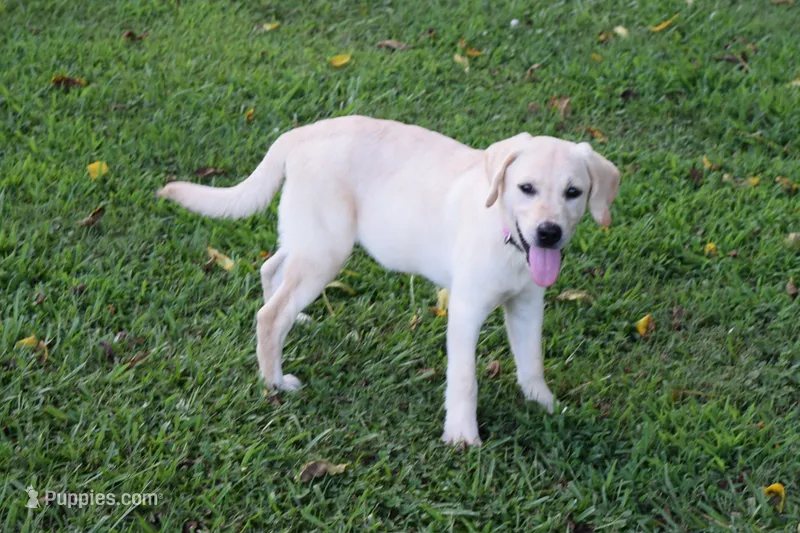Princess – Labrador Retriever puppy for sale in Jamesville, NC