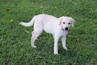 Princess, a female Labrador Retriever for sale in Jamesville, NC – 1 of 3