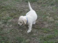 Mr pup #7 of 12, a male Labrador Retriever for sale in Jamesville, NC – 6 of 9