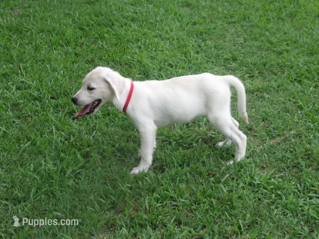 Little White Dove – Labrador Retriever puppy for sale in Jamesville, NC