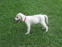 Little White Dove, a female Labrador Retriever for sale in Jamesville, NC – 1 of 9