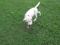 Little White Dove, a female Labrador Retriever for sale in Jamesville, NC – 4 of 9