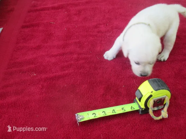 Mr Pup #9 of 12 – Labrador Retriever puppy for sale in Jamesville, NC
