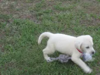 Pup #2 of 12, a female Labrador Retriever for sale in Jamesville, NC – 3 of 10