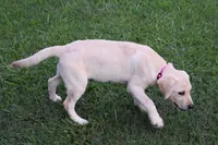 Princess, a female Labrador Retriever for sale in Jamesville, NC – 3 of 3
