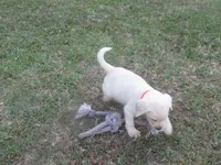 Mr pup #6 of 12, a male Labrador Retriever for sale in Jamesville, NC – 3 of 10