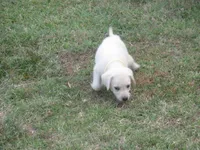 Miss pup #1 of 12, a female Labrador Retriever for sale in Jamesville, NC – 9 of 10