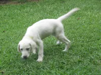  Morning Star, a female Labrador Retriever for sale in Jamesville, NC – 3 of 4